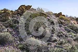 Southwest desert hillside landscape with desert plants in springtime, camping, hiking and adventure in spring in