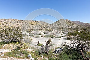 Southwest desert landscape, blue sky with desert plants in springtime, camping, hiking and adventure in spring in