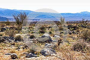Southwest desert landscape with desert plants in springtime, camping, hiking and adventure in spring in american desert