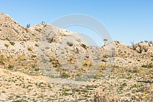 Southwest desert landscape with desert plants in springtime, camping, hiking and adventure in spring in american desert