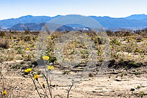 Southwest desert landscape with desert plants in springtime, camping, hiking and adventure in spring in american desert