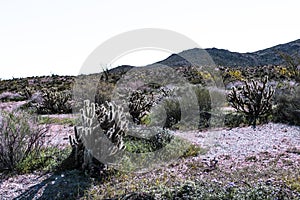 Southwest desert landscape with desert plants in springtime, camping, hiking and adventure in spring in american deset