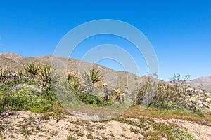 Southwest desert landscape with desert plants in springtime, camping, hiking and adventure in spring in american deset