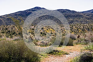 Southwest desert landscape with desert plants in springtime, camping, hiking and adventure in spring in american deset