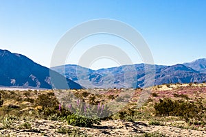 Southwest desert landscape with purple lupin desert wildflowers in foreground, blue sky and mountains in springtime