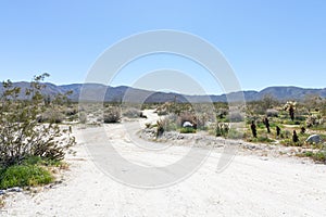 Southwest desert landscape with winding road with desert plants in springtime, camping, hiking and adventure in spring