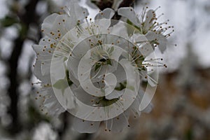 Southwest desert Plum tree flower macro