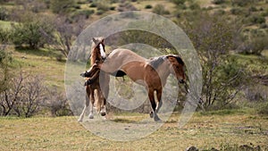 Southwest desert wild horse stallions kicking while fighting in the Salt River wild horse management area near Mesa Arizona USA