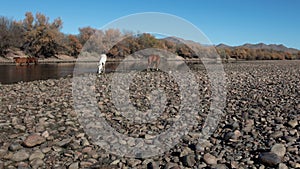 Southwest desert wild horses feeding in the Salt River near Mesa Arizona USA