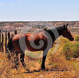 Southwest Landscape with Horses