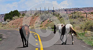 Southwest Landscape with Horses