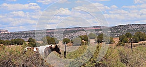 Southwest Landscape with Horses