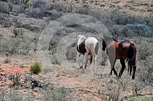Southwest Landscape with Horses