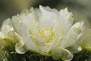 Southwest light green Cholla flower.