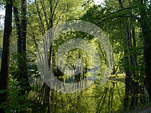 Southwest Missouri Ozark summer green trees in high water