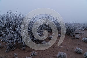 Southwest New Mexico desert winter fog