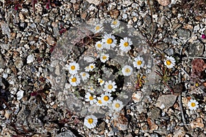Southwest springtime wildflowers desert star, cheerful, fun, daisy, overcoming adiversity in challenging conditions