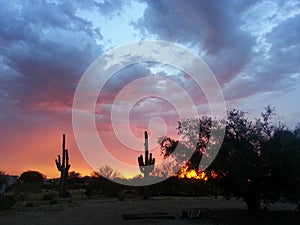 Southwestern Arizona Cactus & Monsoon Sunset