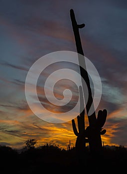Southwestern desert sunset saguaro cactus shadows