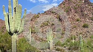 Southwestern Desert Zoom Out to Reveal Saguaro Cactus Landscape