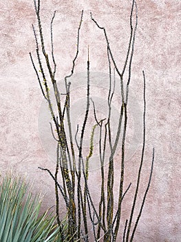 Southwestern Foliage Against Textured Wall