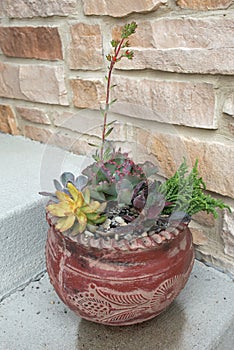 Southwestern Pot of Colorful Succulents