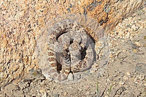 Southwestern Speckeld Rattlesnake Crotalus mitchellii pyyrhus coiled next to granite boulder in California photo