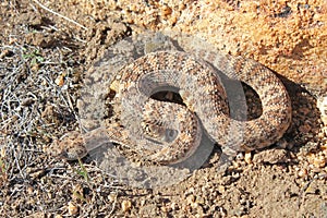 Southwestern Speckeld Rattlesnake Crotalus mitchellii pyyrhus crawling by granite boulder in California photo