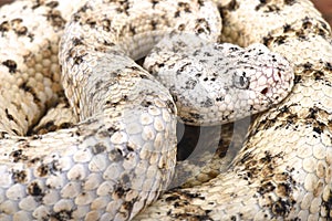 Southwestern speckled rattlensnake (Crotalus mitchelli pyrrhus) photo