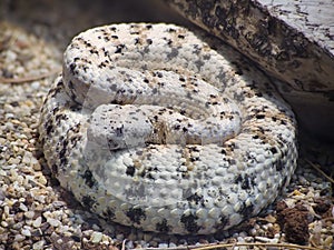 Southwestern Speckled Rattlesnake