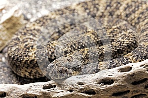 Southwestern Speckled Rattlesnake found in the southwestern United States photo