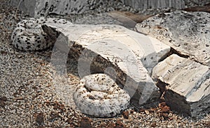 Southwestern Speckled Rattlesnake photo