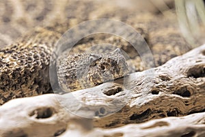 Southwestern Speckled Rattlesnake found in the southwestern United States