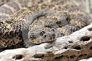 Southwestern Speckled Rattlesnake found in the southwestern United States