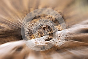 Southwestern Speckled Rattlesnake found in the southwestern United States photo