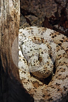 Southwestern speckled rattlesnake, snake photo