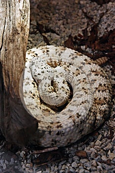 Southwestern speckled rattlesnake, snake photo