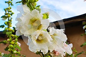Southwestern White hollyhocks in front of adobe building and blue sky