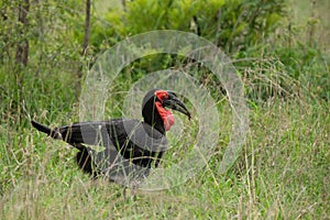 Soutjhern ground hornbill bird in Kruger Park in South Africa