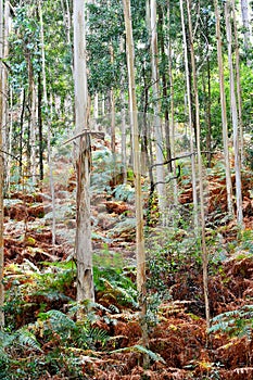 The Souto da Retorta, also known as the Chavin eucalyptus, in Vivero, Galicia. Spain.