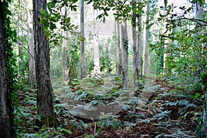 The Souto da Retorta, also known as the Chavin eucalyptus, in Vivero, Galicia. Spain.