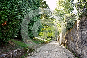 Souto da Retorta, also known as the Chavin eucalyptus, in Vivero, Galicia. Spain.