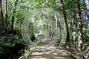 Souto da Retorta, also known as the Chavin eucalyptus, in Vivero, Galicia. Spain.