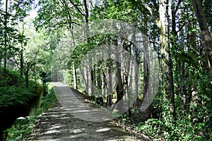 Souto da Retorta, also known as the Chavin eucalyptus, in Vivero, Galicia. Spain.