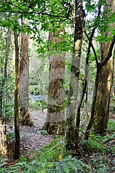 Souto da Retorta, also known as the Chavin eucalyptus, in Vivero, Galicia. Spain.