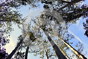 Souto da Retorta, also known as the Chavin eucalyptus, in Vivero, Galicia. Spain.