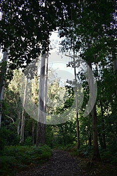 Souto da Retorta, also known as the Chavin eucalyptus, in Vivero, Galicia. Spain.