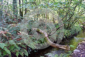 The Souto da Retorta, also known as the Chavin eucalyptus, in Vivero, Galicia. Spain. photo