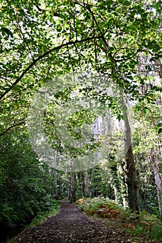 Souto da Retorta, also known as the Chavin eucalyptus, in Vivero, Galicia. Spain. Europe. photo