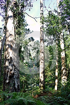 Souto da Retorta, also known as the Chavin eucalyptus, in Vivero, Galicia. Spain. Europe. photo